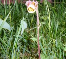 Dans la prairie à côté : benoîte des ruisseaux