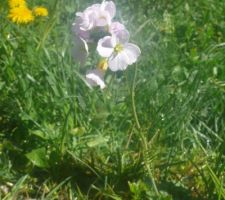 Dans la prairie à côté : "cardamine des prés"