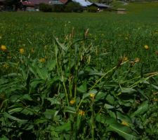 Dans la prairie à côté : une touffe de renouée bistorte, pas encore en fleur