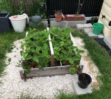 Potager de fraisiers
