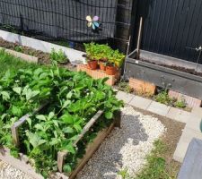 Potager fraisiers