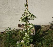 Mon pyracantha en fleurs