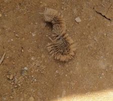 Souvenir des maçons