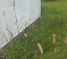 Première floraison : la bistorte déconfinée ! (et la 'silène fleur de coucou' derrière)