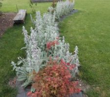Une vue du jardin  avec au premier plan les stachys  suivi du potager sur élevé  avec les pommes d eterre, les radis ( faut chercher) et tout au fond le composteur