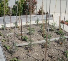 Le potager près de la maison accueile cette année les plants d etomates jaunes , vertes  rouges cotelées , marmande, ananas,  noires , rouges ronde ....au total beaucoup d eplants et une récupération de tiges de bambous pour servir de tuteurs..quelque splants de courgettes ont résisté aux limaces