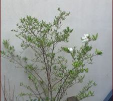 Le magnolia stelata
