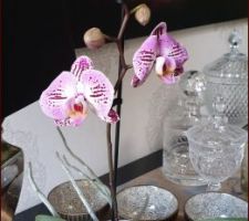 Une petite "victoire", la floraison de l'orchidée...