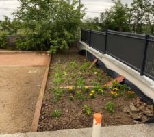 Début des plantations au jardin