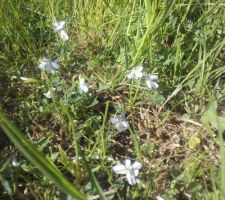 ? des petites pensées sauvages ?