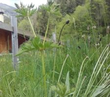 Ça y est : début de floraison des 'géranium des bois'