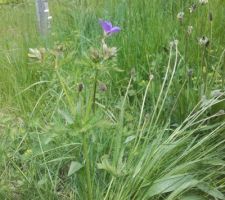 Ça y est : début de floraison des 'géranium des bois'