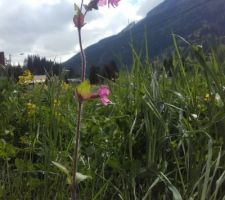 Voilà ma préférée : le 'compagnon rouge' ('lychnis dioica') !