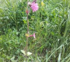 Voilà ma préférée : le 'compagnon rouge' ('lychnis dioica') !