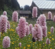 Début de la pleine floraison des renouées bistortes, dans le pré à coté