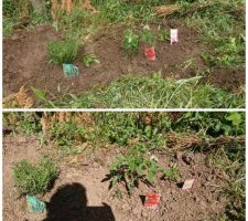 Petites plantations, romarin, tomate et poivron