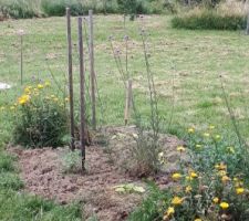 Mon jardin potager : tomates, courgettes et fleurs