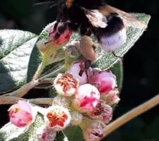 Bourdon sur fleurs de cotoneaster franketii