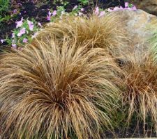 Carex Bronco