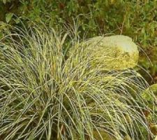 Carex Evergold