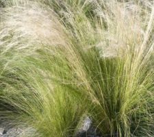 Stipa Tenuifolia, cheveux d'ange