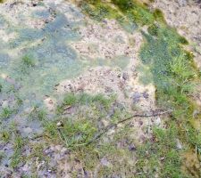 Eau stagnante suite à un terrassement médiocre...