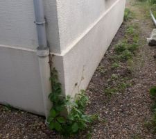 Ext&eacute;rieur / descente pluviale