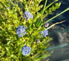 Les fleurs de fin mai début juin