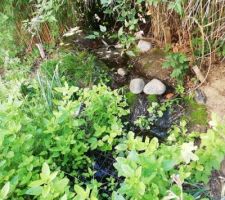 Notre "fontaine" façon ruisseau au bout de 8 ans. Ambiance sous bois (fougère fraises des bois et menthe sauvage) ?