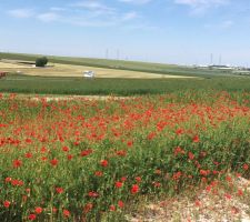Vue depuis notre terrain ... vive les coquelicots !!!