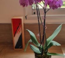 2 petits cadeaux de Villa & Concept : une orchidée et une bouteille de vin dans sa boîte personnalisée.