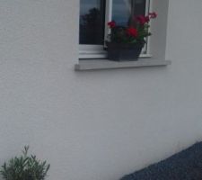 Fleurs