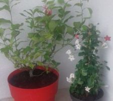 Citronnier et dipladenia