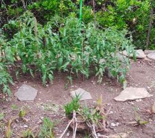Tomates