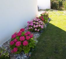 Hortensias replantés ... magnifiques !