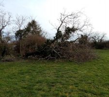Abattage du seul arbre du terrain.... impossible de le garder il tombe a 2m du pignon de la maison.... le tronc était creux..... pas de regret on en replantera d'autre