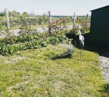 Des fleurs et la haie qui commence à pousser