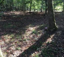 Partie boisée sur plus de 1400m²