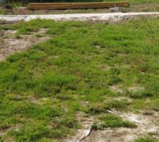 Le bermuda grass est toujours vert, jamais arrosé.