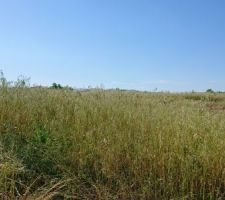 Notre terrain qui est pour l'instant un terrain vague.