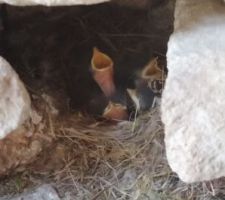 Bébés rouge-queues affamés