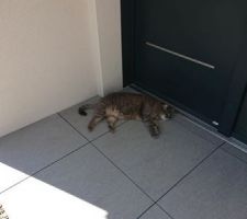 Seuil entrée, le chat approuve lol