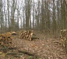 Abattage dans parcelle boisée