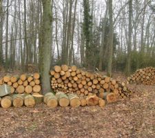 Abattage dans parcelle boisée