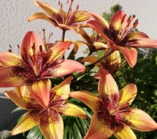 Fleurs et plantes  2020