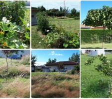 Mon jardin