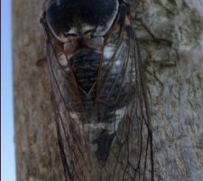Ce matin j'ai découvert cette belle cigale sur mon murier platane.