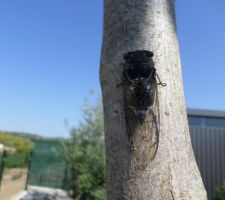 Toujours la cigale