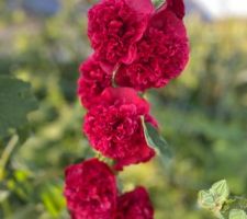 Mes jolies roses trémières doubles