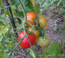 Nos premières tomates!